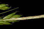 Darkgreen sedge